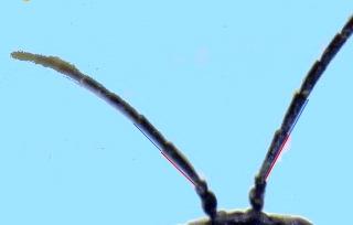 Réf. 259 618 : Periclista albida